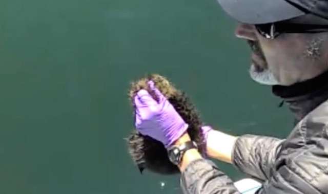 Watch a Sea Otter Scoop Up Her Baby in Rare Heartwarming Reunion at Sea 