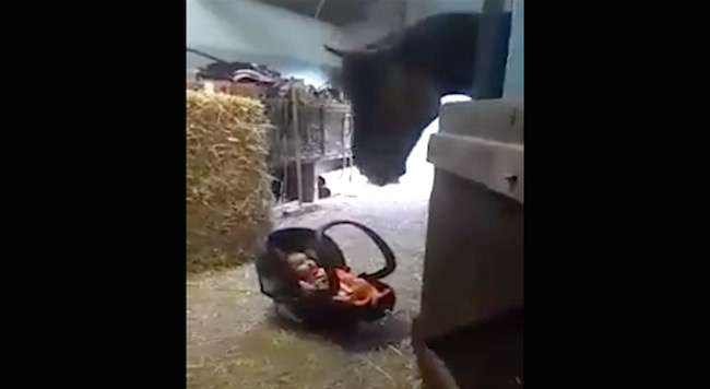 Horse Reaches Down to Rock the Cradle Every Time Baby Cries (WATCH) 