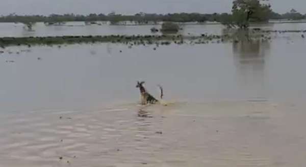 WATCH Kangaroo That Never Learned to Swim, Hop Through Floodwaters 