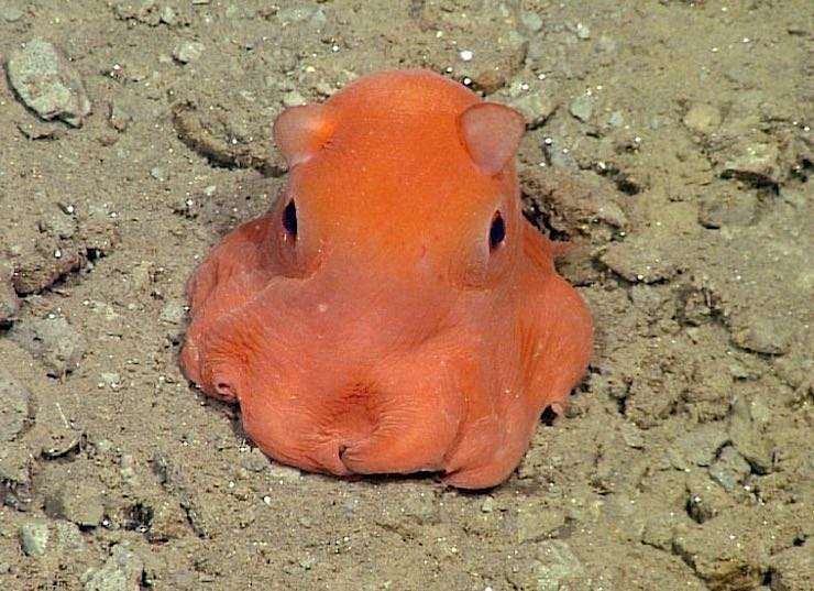 Scientist Wants to Name This Cute Octopus Species "Adorabilis" 
