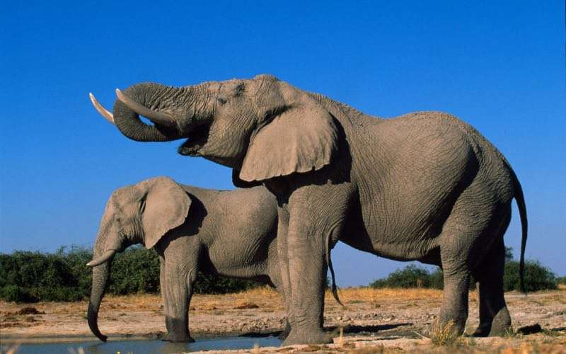 China to Phase out Domestic Ivory Market, Crack Down on Illegal Trade Online 
