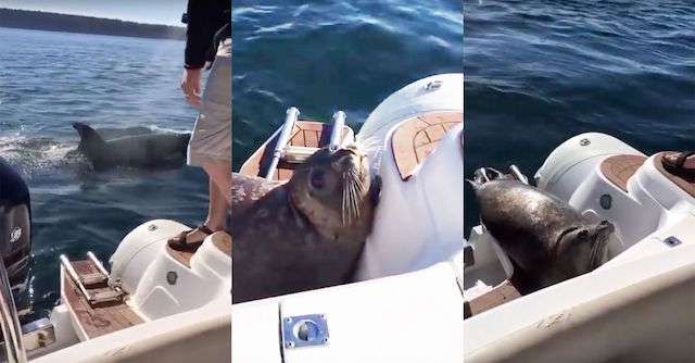 Boaters Shocked When Clever Seal Hops on Board to Escape Orcas (WATCH) 