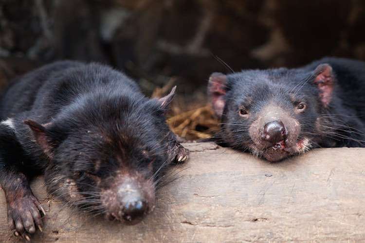 Tasmanian Devils Are Adapting to Fight Debilitating Cancer 