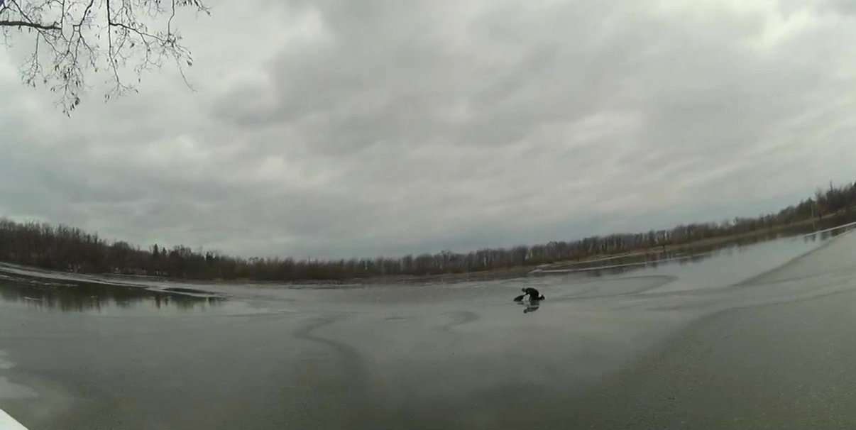 Heroic New York Police Officer Runs Out on Thin Ice to Rescue Dog Floundering in Frozen Lake - WATCH 