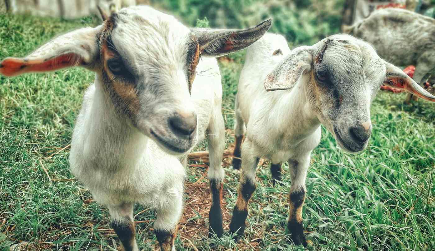 'The Running of the Goats': NYC Park Gets Rid of Invasive and Poison Plants With 24 Goats Enjoying a Vacation 
