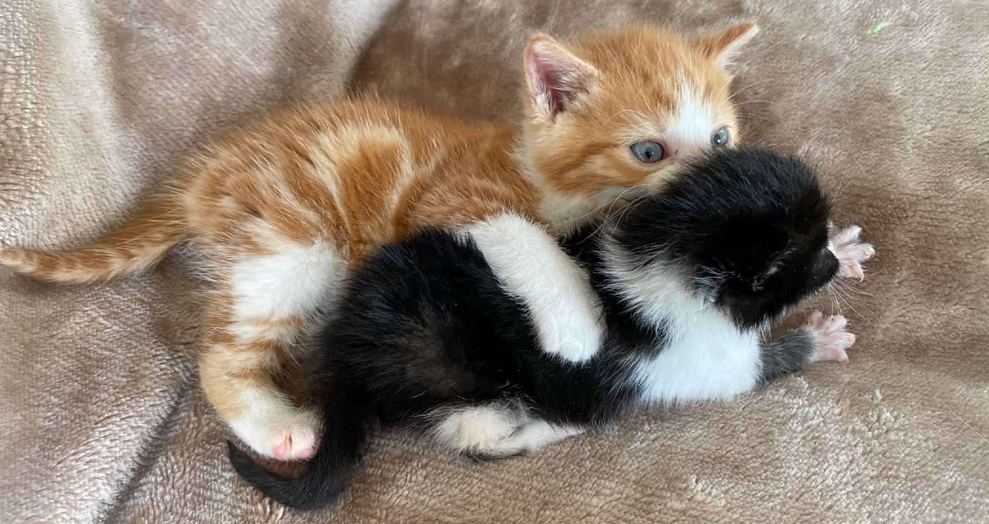 A Kitten Named Lennon Rescued on John Lennon Drive is Now Playing Big Brother to Another Stray Kitty-Ringo 