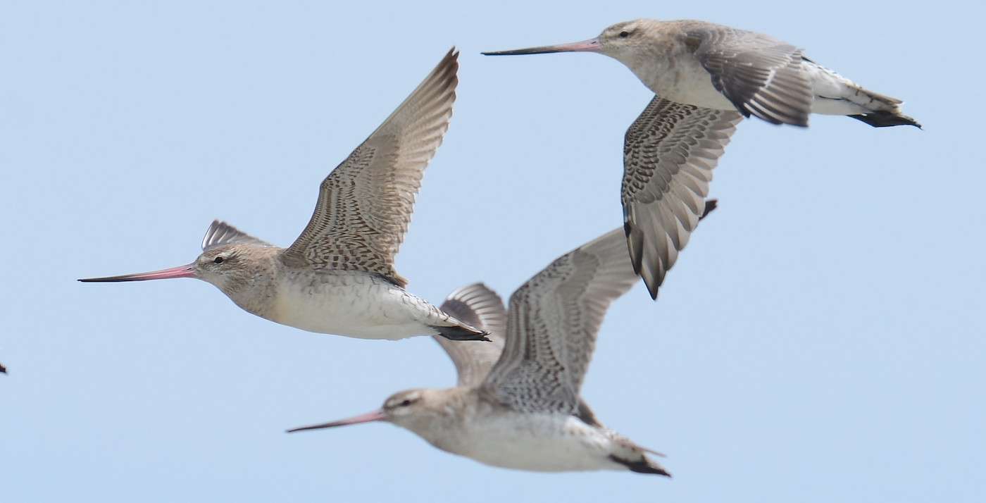 Bird Sets New Record for Longest Bird Migration - 7,500 Miles Without Making a Single Stop 