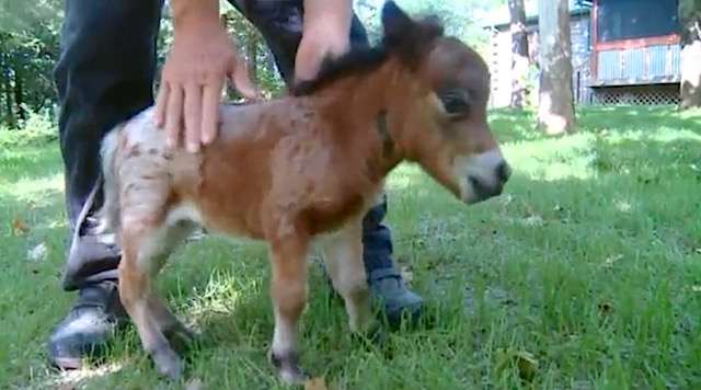 Cutest, Smallest Baby Horse In the World is Born for Therapy (WATCH) 
