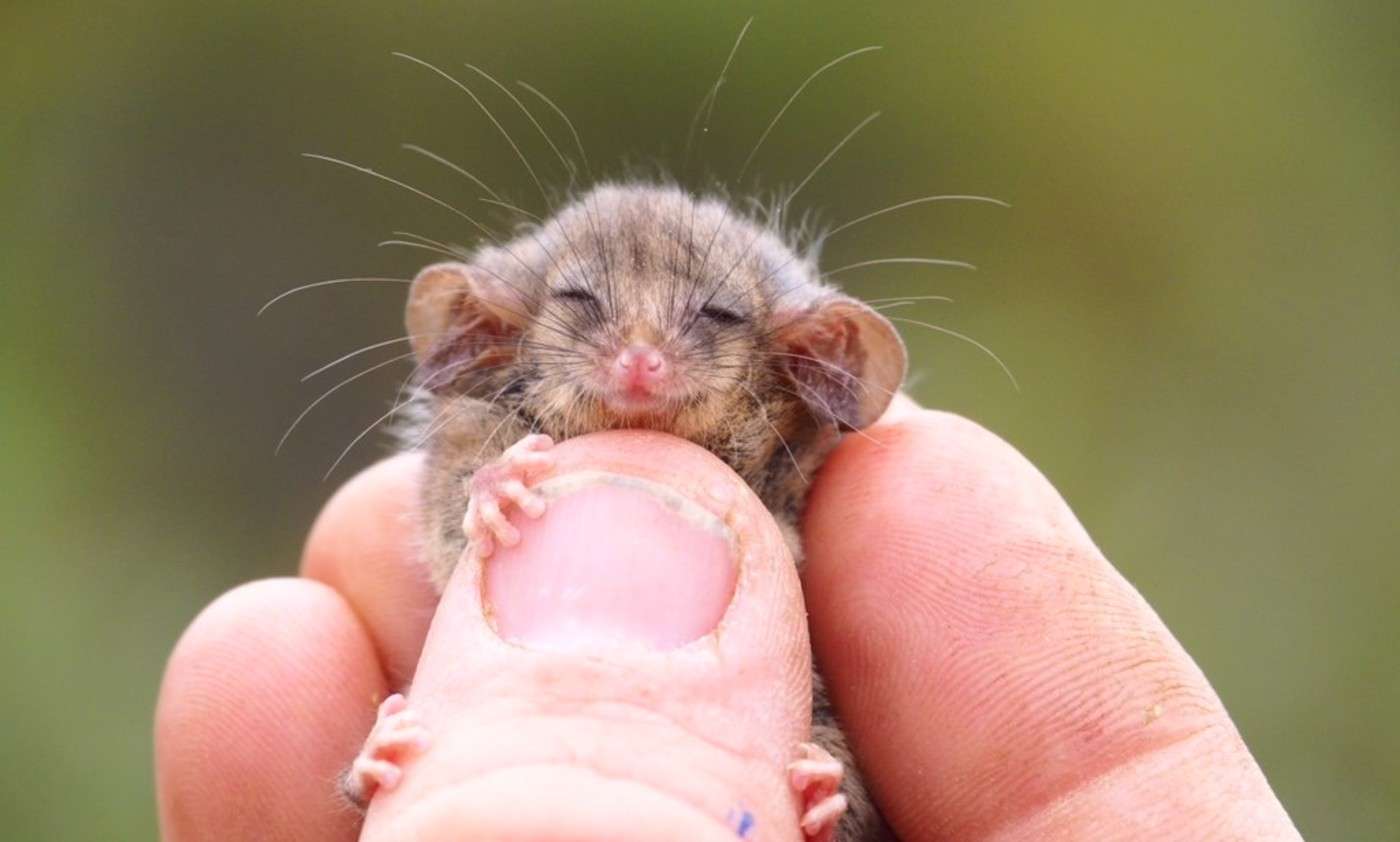 Tiny Pygmy Possums Discovered on Kangaroo Island After Fears Bushfires Had Wiped Them Out 