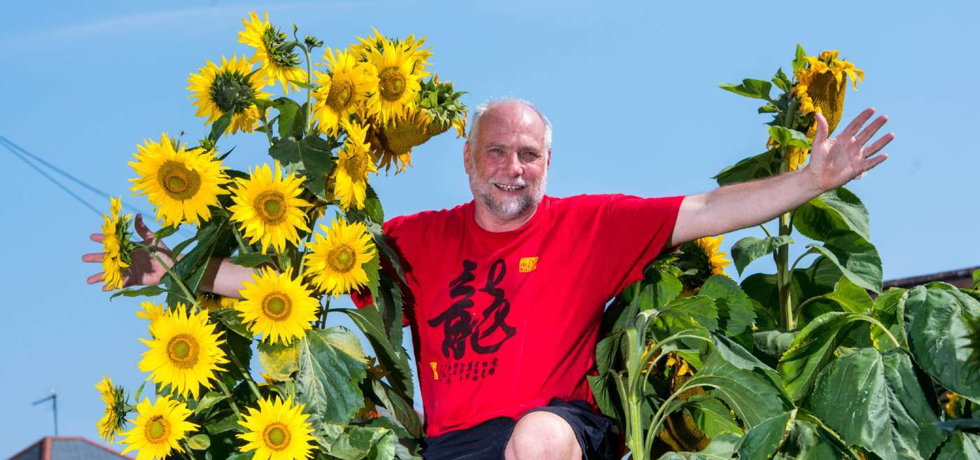 This Green-Fingered Gardener Has Grown Something Amazing - A Sunflower With 27 Heads 