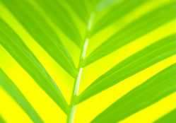 Palm Sunday Goes Green With Fair-Trade Fronds 