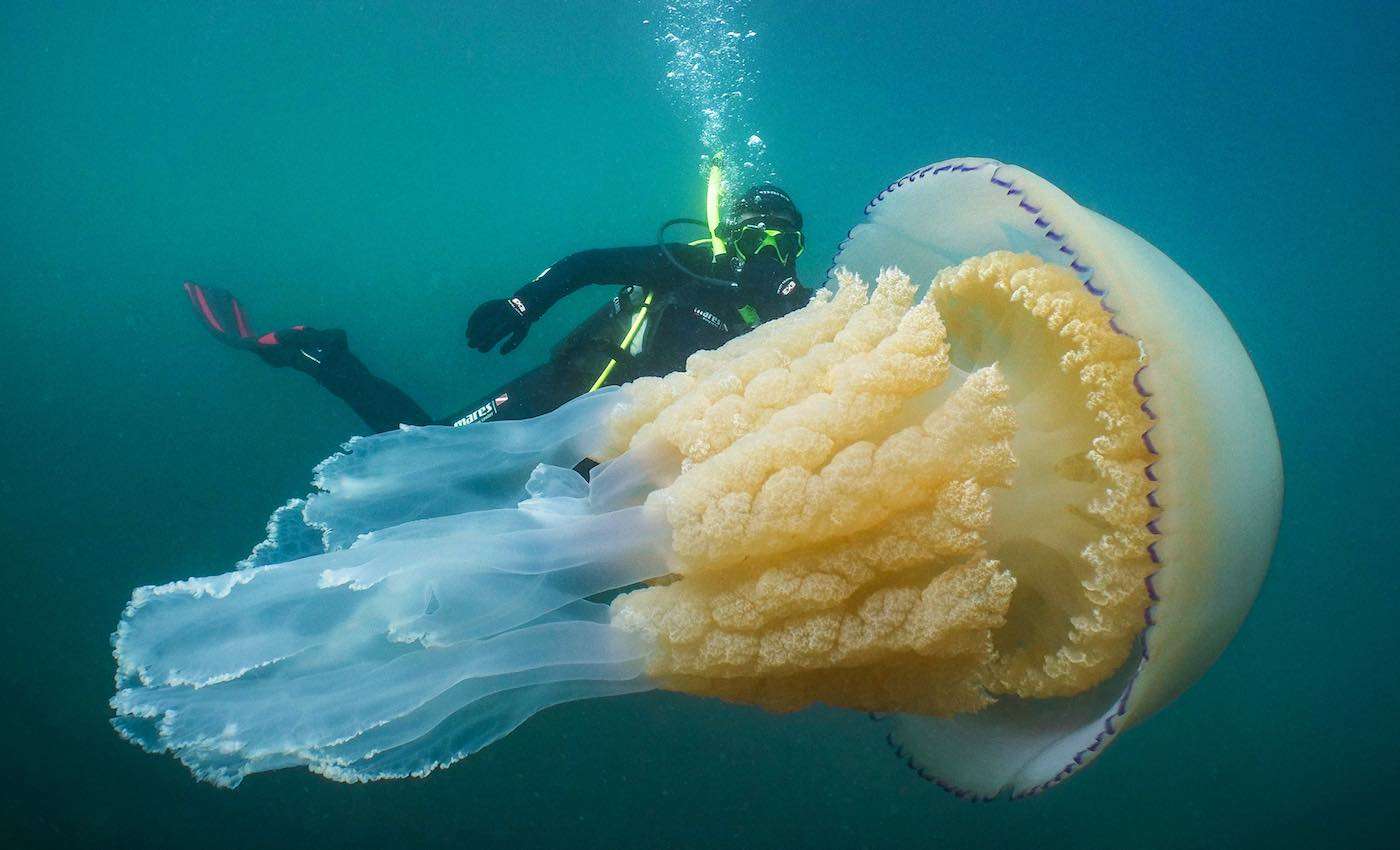 Diver is Awestruck By Huge Jellyfish Encounter Off the British Coast - LOOK 