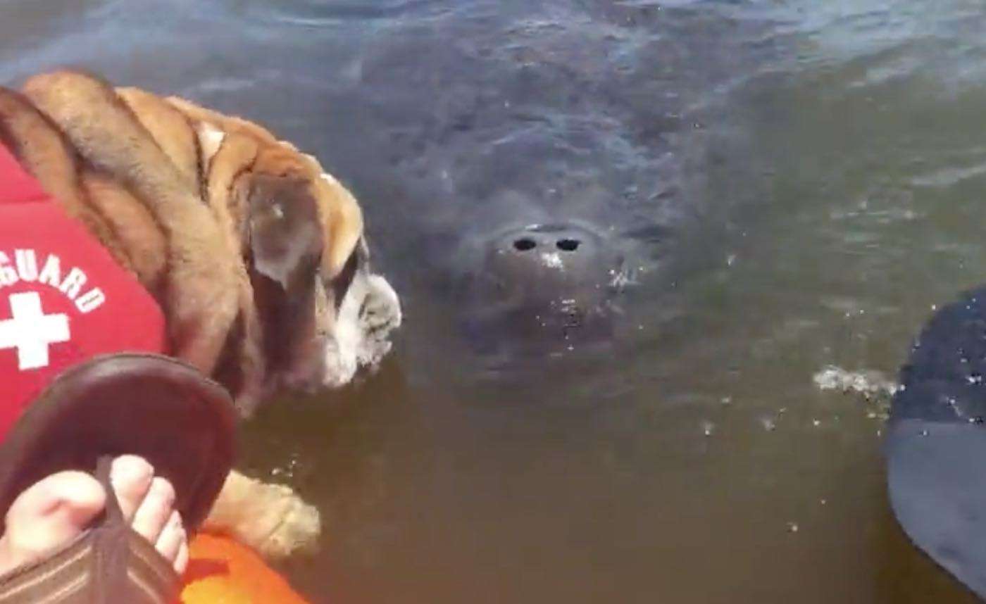 Watch This Bulldog Share a Sweet Smooch With a Curious Wild Manatee 