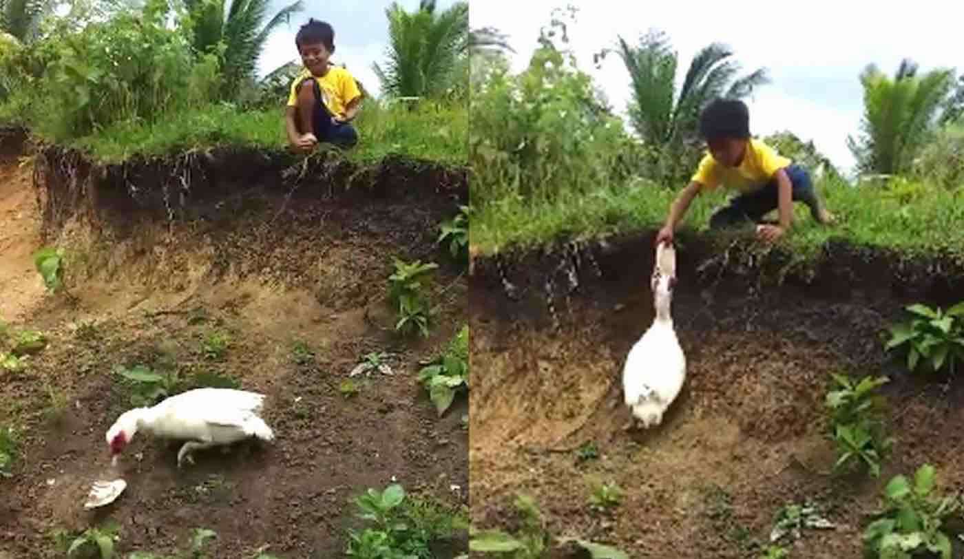 Watch Thoughtful Duck Retrieve Boy's Sandal After it Had Fallen into a Muddy Ditch 