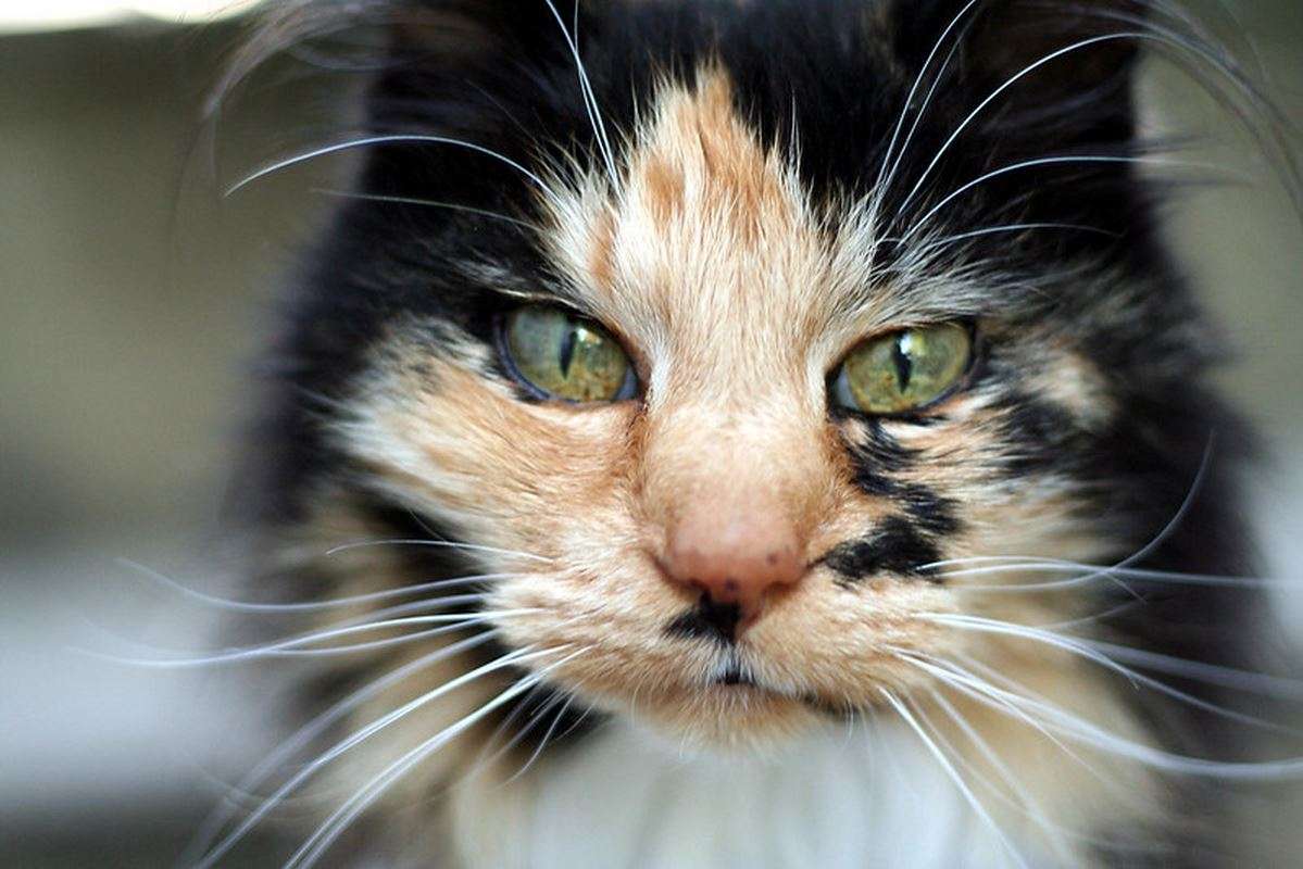 'Cat-ching Criminals' Just Became a Lot Easier Thanks to New Method for Analyzing Cat Hair 
