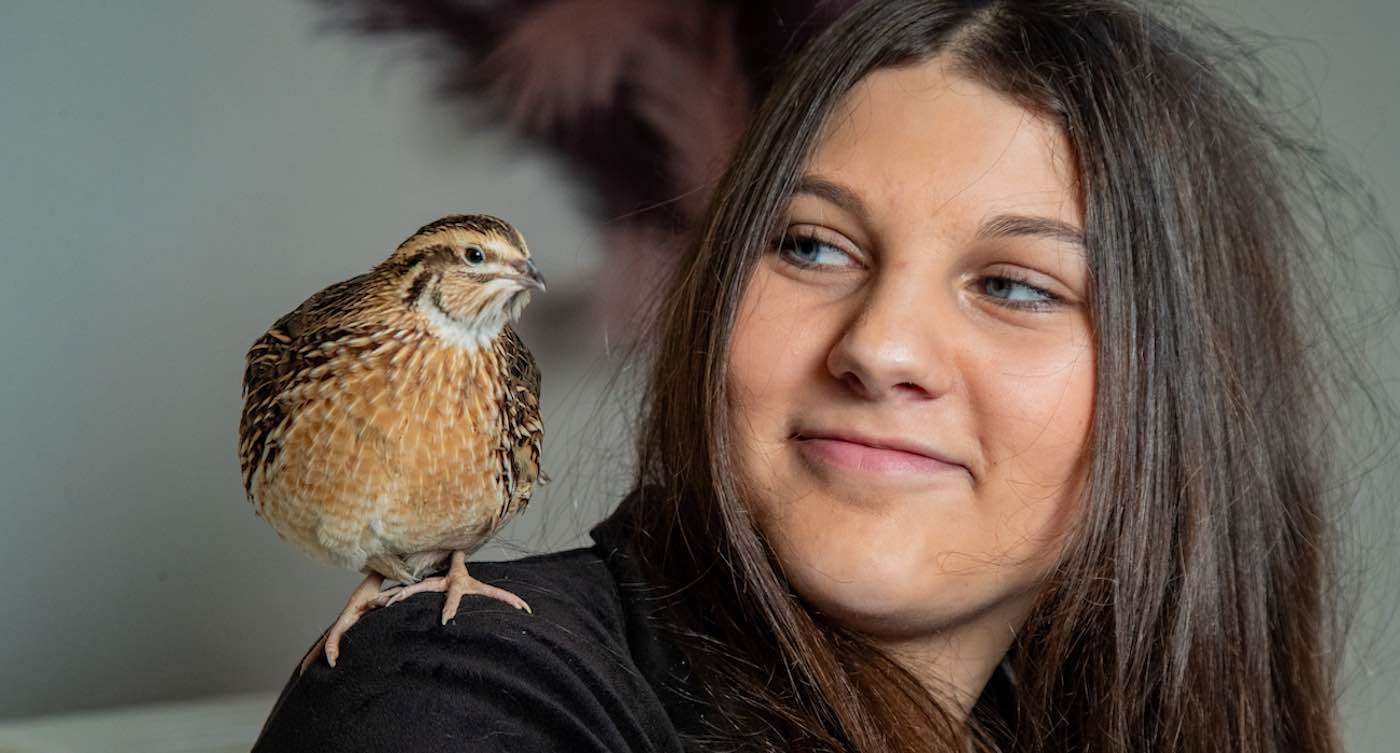 Girl Hatches a Quail From a Supermarket Egg And Now Has a Devoted Pet (Video) 