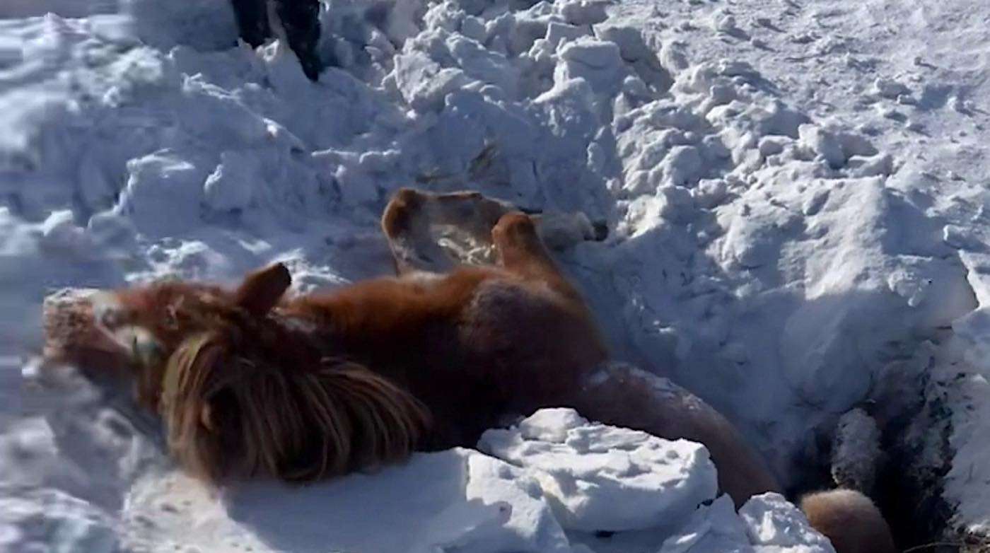Heroes Rescue an Exhausted Pregnant Horse Stuck Deep in the Snow (Watch) 