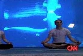 Yoga with Beluga Whales at Georgia Aquarium (Video) 