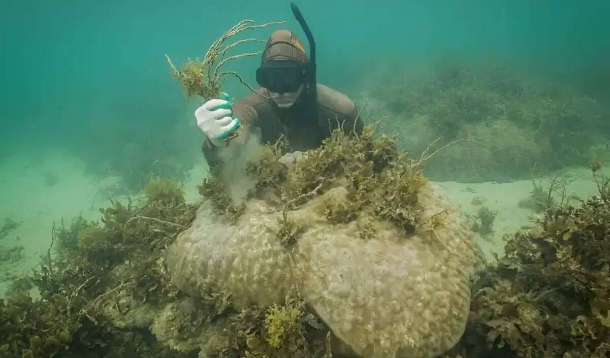 Volunteers 'De-seaweeding' Results in Dramatic 600% Improvement of Coral Regrowth 