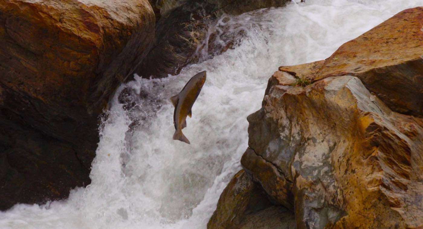 Largest Dam Removal in History Begins Restoring Salmon and California Tribal Way of Life 