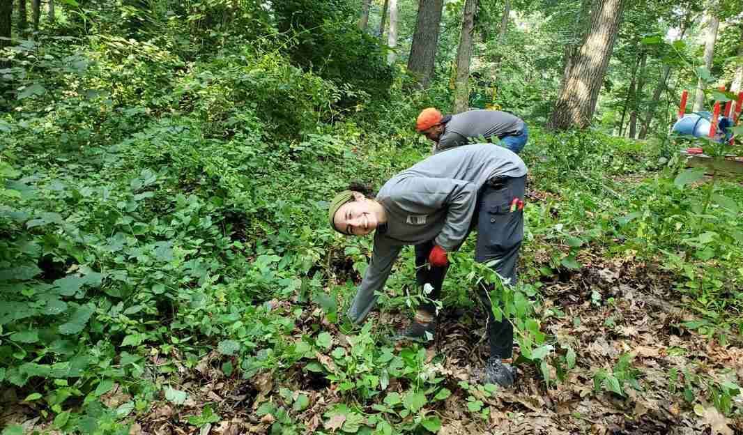 Wash. D.C's 'Weed Warrior' Volunteers Tackle 'Mile-a-Minute' Invasives to Save the Capital's Trees 