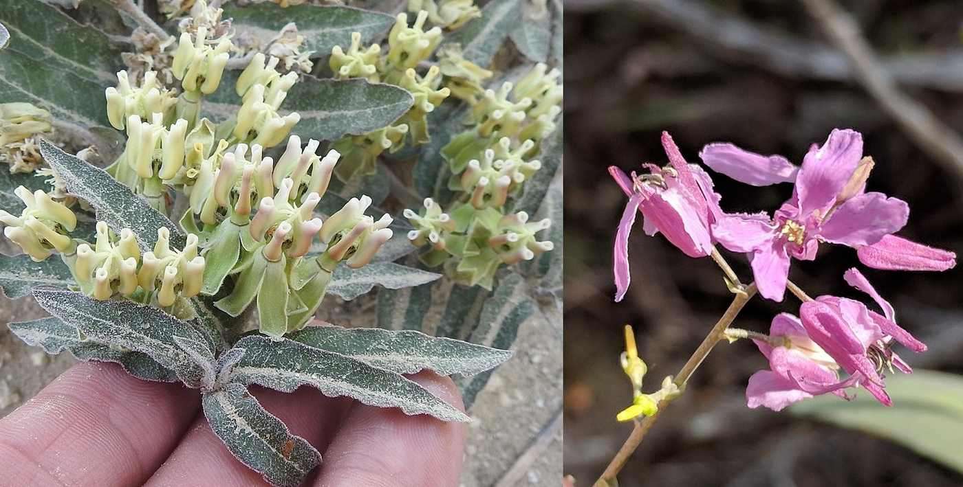 Texas Lists Two Critical Pollinator Flowers as Endangered Species, Practically Guaranteeing Milkweed Recovery 