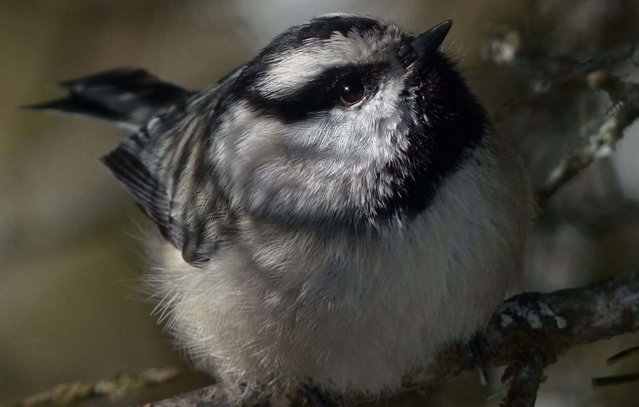 Mountain Chickadees have Remarkable Memories - with Ability to Recall Locations of 10,000 Hidden Snacks 