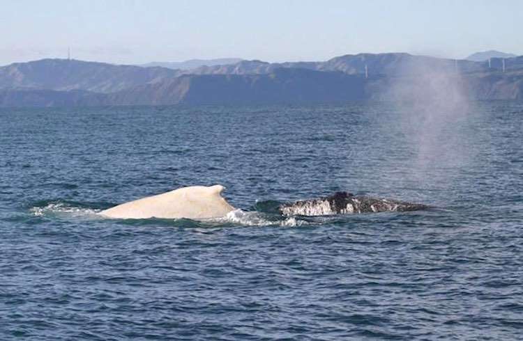 Rare White Whale Spotted as Sightings Hit Record High in NZ (WATCH) 