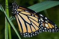 Monarch Butterflies Make Big Comeback After Bad Year 