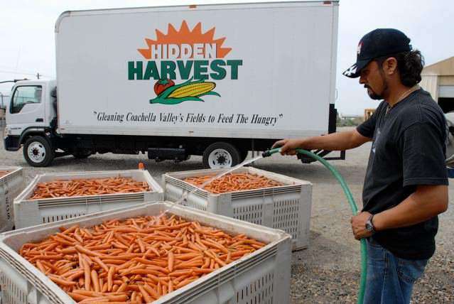 Company Harvests Tons of Crops, Saving it from Waste to Give it Away 