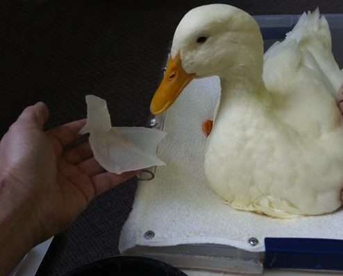 Disabled Duck Gets New 3D-printed Webbed Foot 