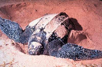 Sea Turtles Nesting in Record Numbers on African Coast 