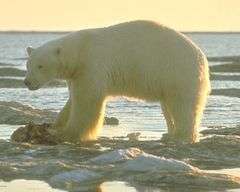 U.S. Admits Threat to Polar Bears from Global Warming, Moves Toward Action 