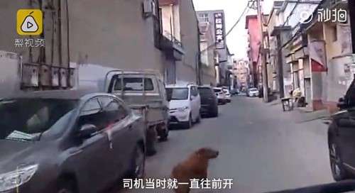 Watch Golden Retriever Lead Ambulance Through a Maze of Alleyways to Save His Owner 