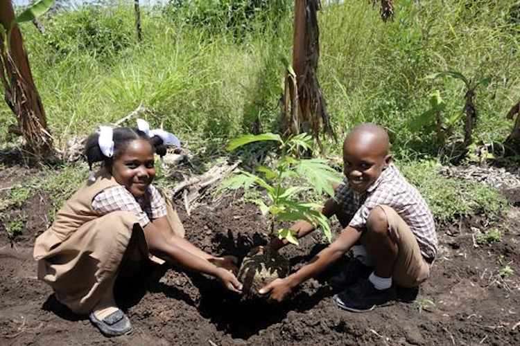 50,000 Food-Bearing Trees Planted To Fight Caribbean Hunger 