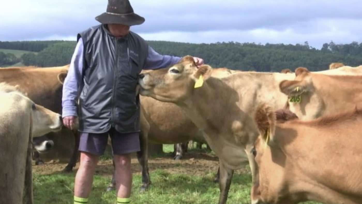 Listen to Dairy Farmer Explain His Sweet Friendship With 'Allo Vera': The Cow Who Thinks He's Her Calf 