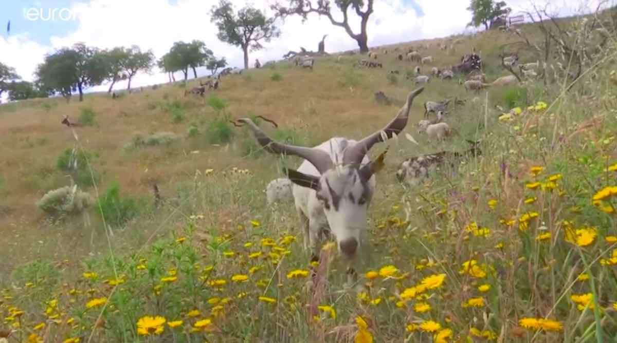 Goats: The Surprising Solution to Saving a Country From Wildfires 