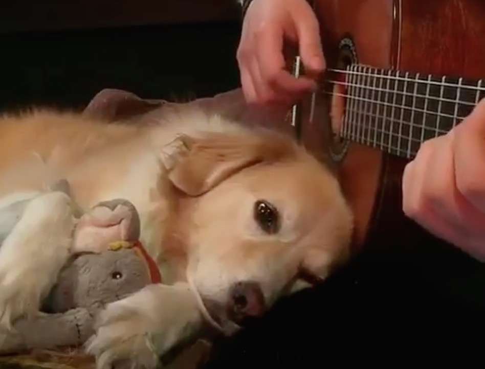 Dog Nuzzling Up to Guitar Player for a Serenade is the Sweetest Thing You'll Witness Today 