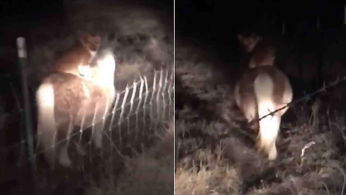 A Sneaky Corgi Taught Itself to Ride a Woman's Pony - and the Video Has Gone Viral 