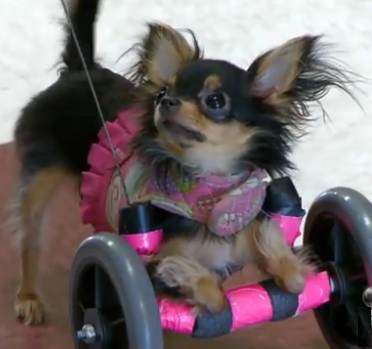 Tiny Disabled Dog is Big Inspiration for Nursing Home Seniors 
