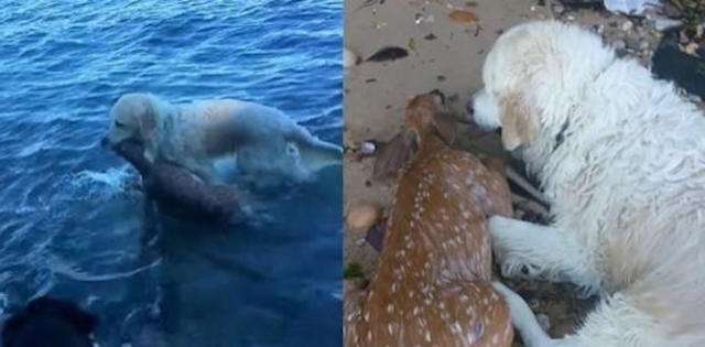 Watch a Dog's Gripping Rescue of a Fawn Struggling at Sea 