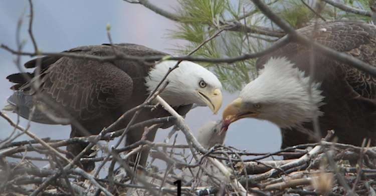 Eagles Rebound in NJ: From a Mere Two to 156 Pairs 