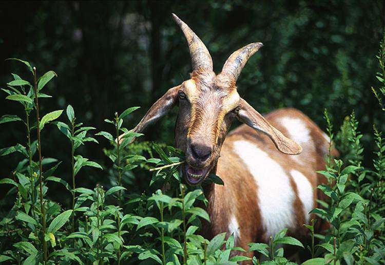 Fighting America's Invasive Plants: Eco-Goats to the Rescue 
