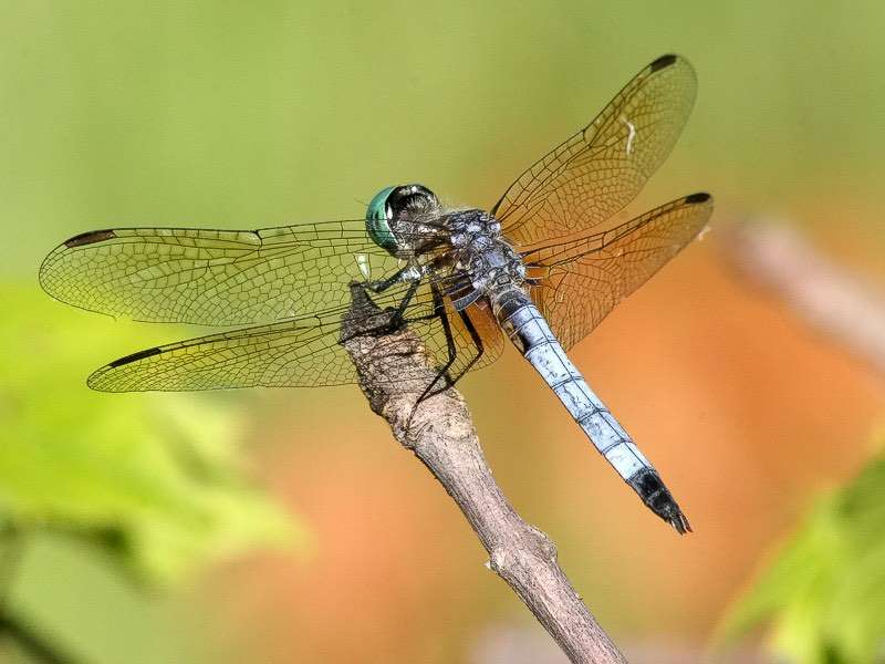 The Splendor of Dragonflies Close-Up (Photo of the Day) 