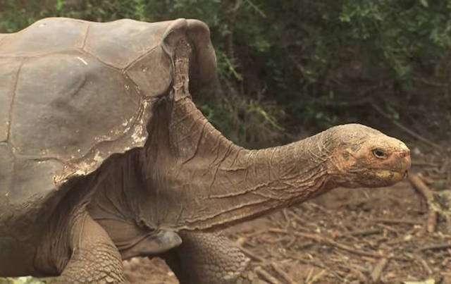 Diego's Got Game: Fertile Giant Tortoise Has Saved His Species From Extinction 