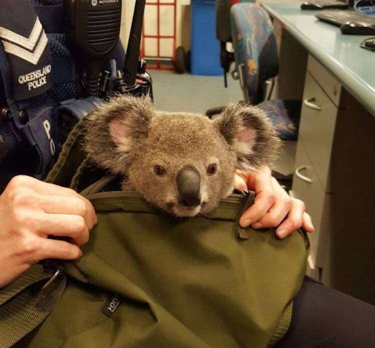 Koala Rescued From Backpack During Routine Traffic Stop 