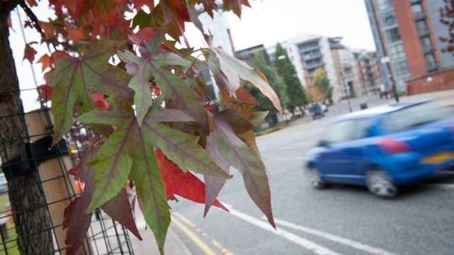 Project to Plant 3 Million Trees, One For Every Resident of the City 